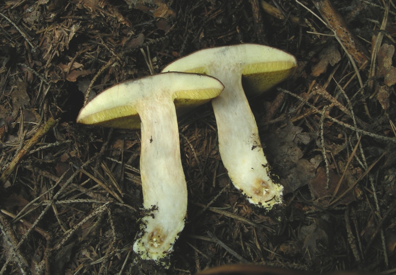 Facciamo due passi tra gli abeti